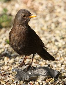 Blackbird Stock Image Blackbird Stock Image