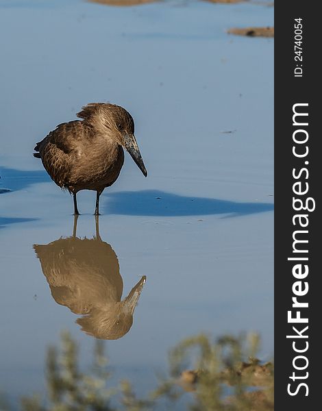 Hamerkop With Reflection In Water