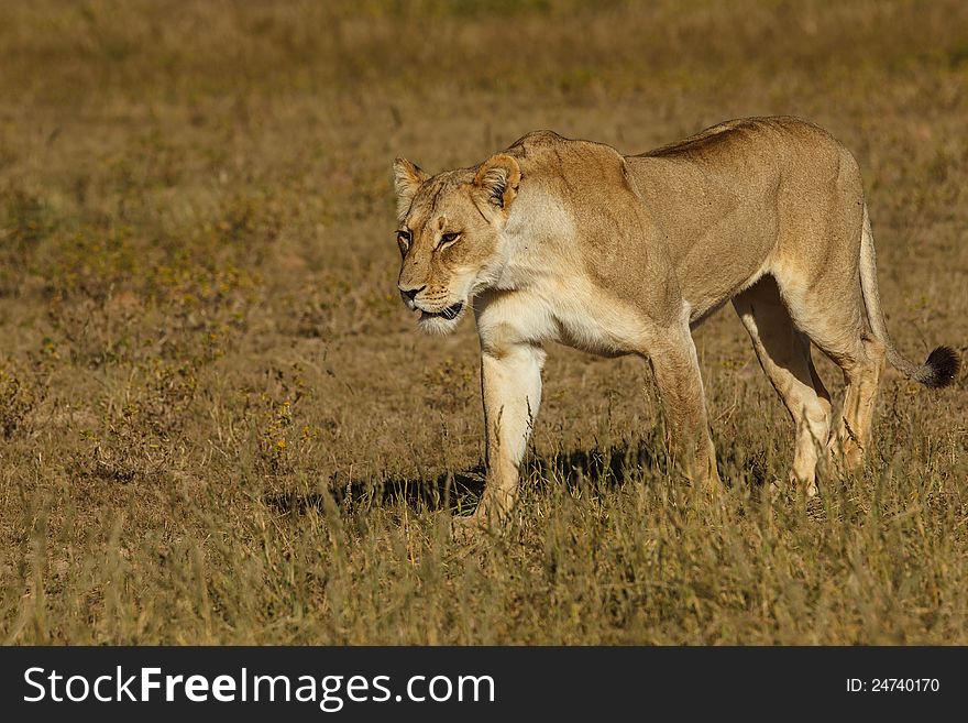 Female lion walking in grass in Kgalagadi Transfrontier Park