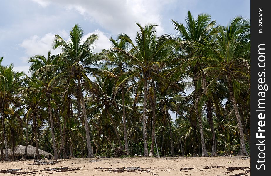 Caribbean Tropical Coconut Trees at Dominican Republic