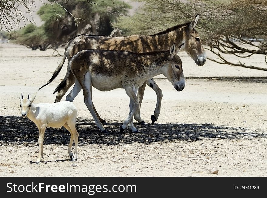 Addax antelope and onager's are protected species in nature reserve near Eilat, Israel. Addax antelope and onager's are protected species in nature reserve near Eilat, Israel