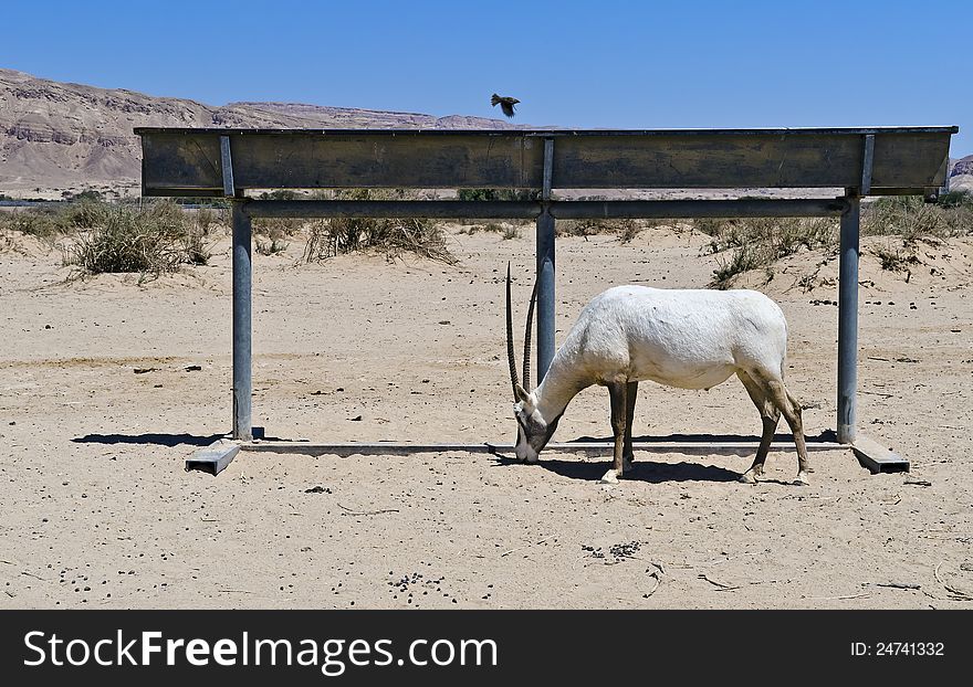 Addax antelope is a protected species in nature reserve near Eilat. Addax antelope is a protected species in nature reserve near Eilat