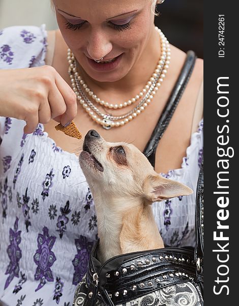 Young woman with a nosering gives her chihuahua dog that is sitting in a shoulder bag a cookie. Young woman with a nosering gives her chihuahua dog that is sitting in a shoulder bag a cookie