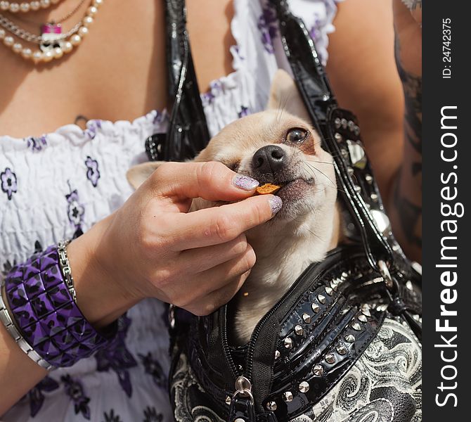 Woman feeds a chihuahua dog which is sitting in a shoulder bag with a cooki. Woman feeds a chihuahua dog which is sitting in a shoulder bag with a cooki