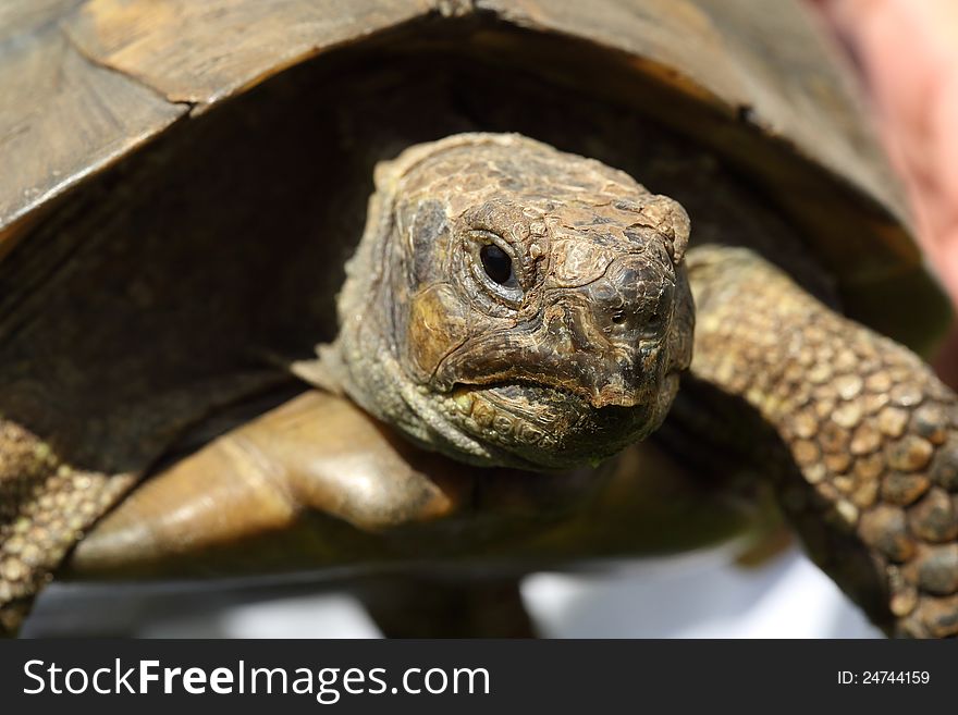 A Mediterranean tortoise aged 38