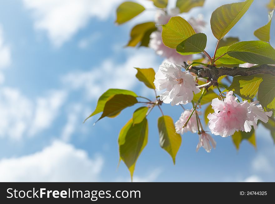 Cherry tree with pink and white flowers. Cherry tree with pink and white flowers