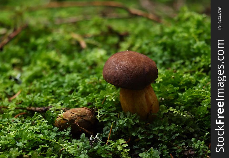 Small mushroom (boletus) and a cone