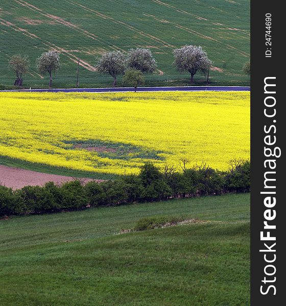 Spring landscape - fields and meadows