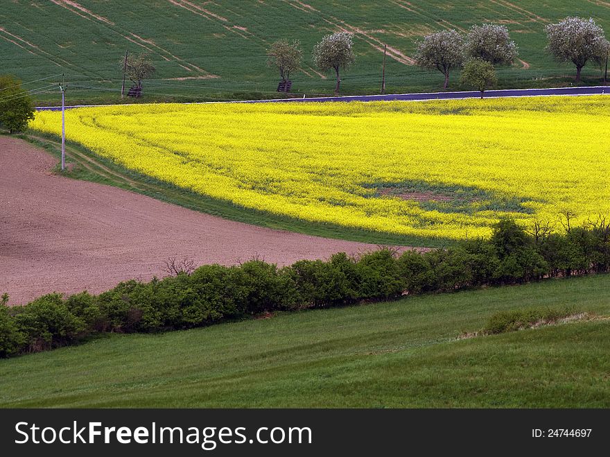 Spring landscape - fields and meadows