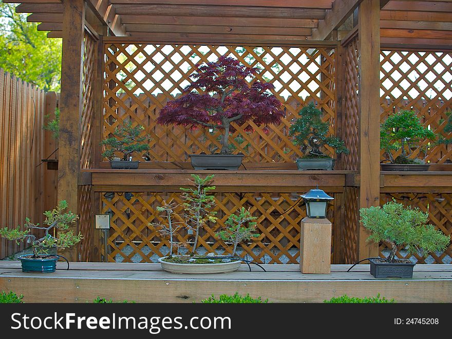 A display of bonsai trees at Schedel Gardens in Elmore, Ohio, part of a special exhibit. A display of bonsai trees at Schedel Gardens in Elmore, Ohio, part of a special exhibit.