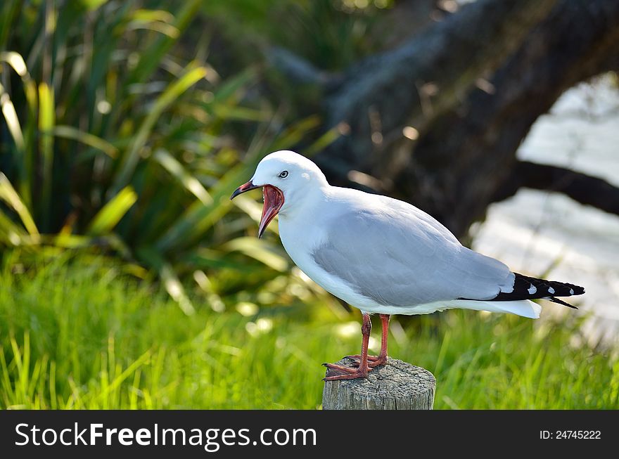 A Red-billed Gull yawning