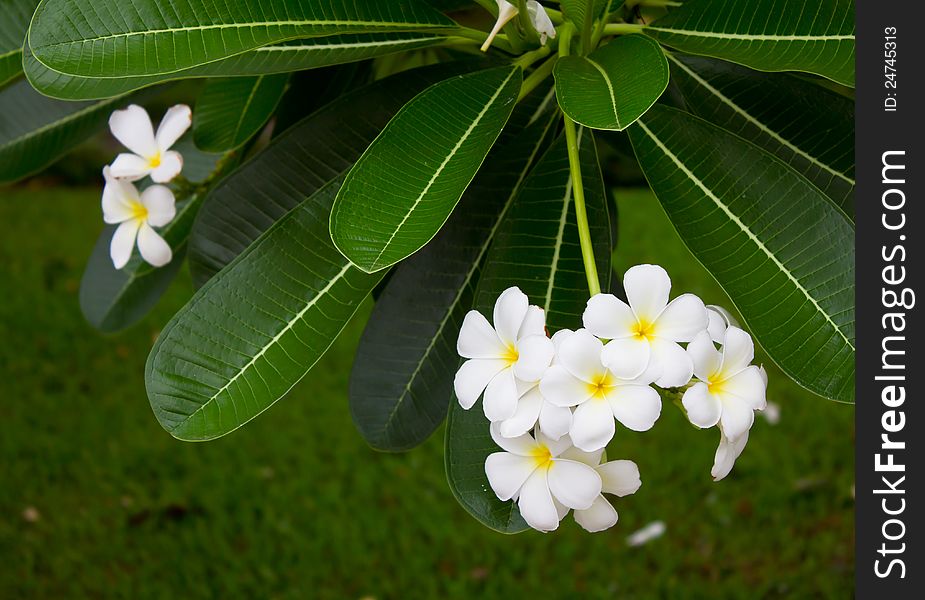 White Frangipani.