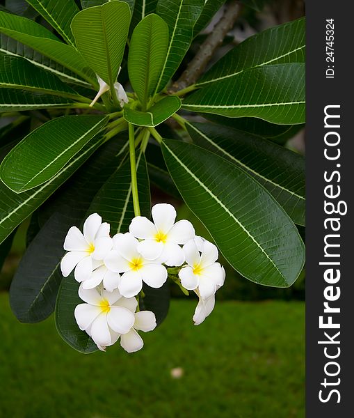 White frangipani.