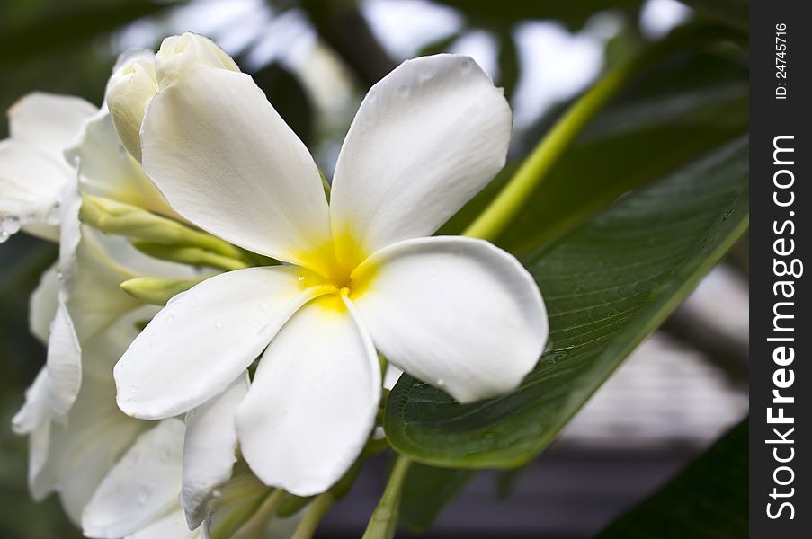 Branch Of Tropical Flowers Frangipani