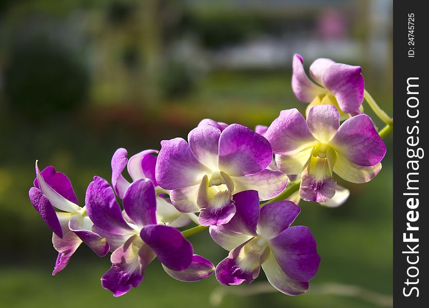 Vibrant purple tropical orchid flower