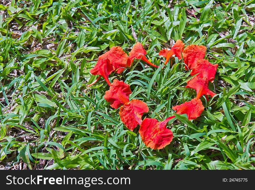 Heart Shape Of Peacock Flower Petals