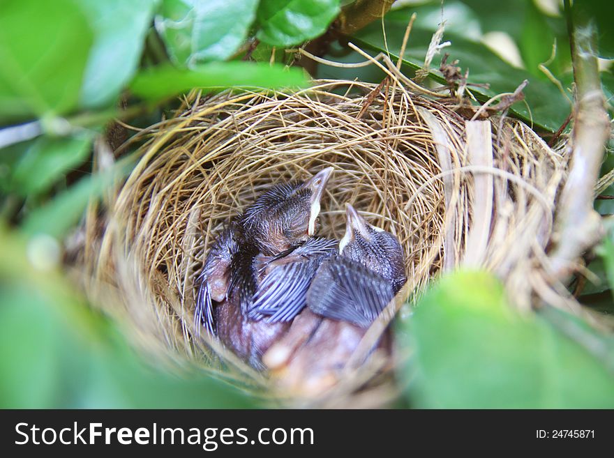 Baby bird sleep in nest