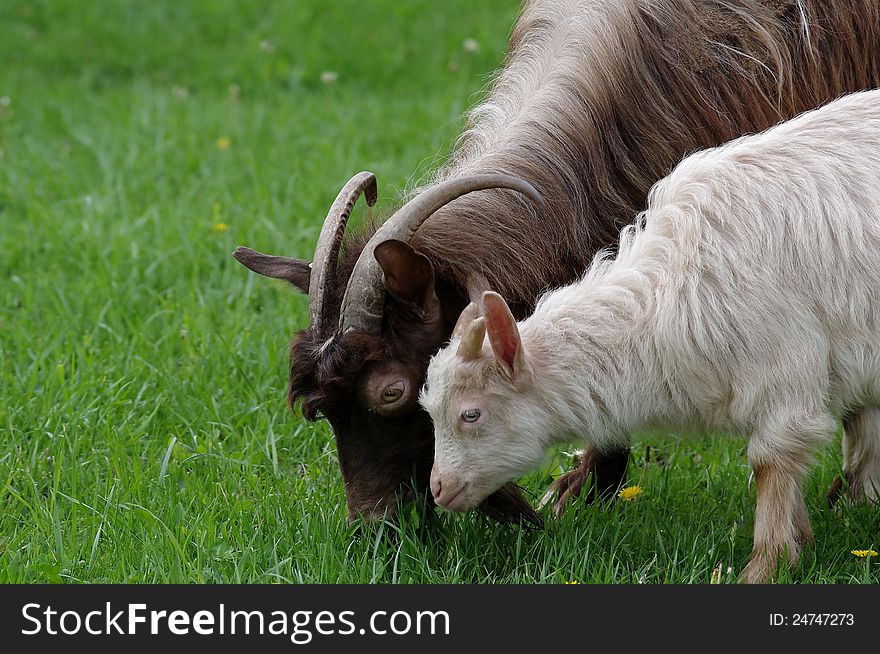 Little goat and mother on the meadow. Little goat and mother on the meadow