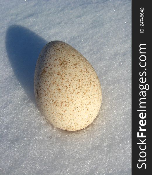 Landscape with egg of turkey on the snow. Landscape with egg of turkey on the snow