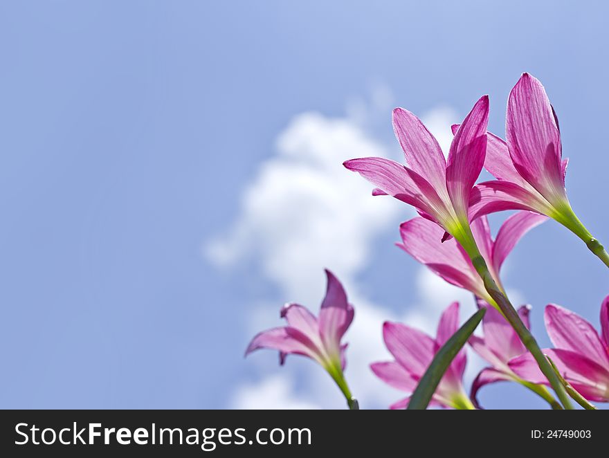Beautiful pink flowers and Blue sky