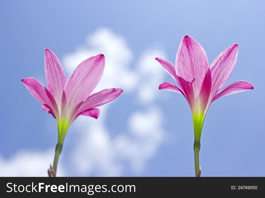 Beautiful pink flowers and Blue sky