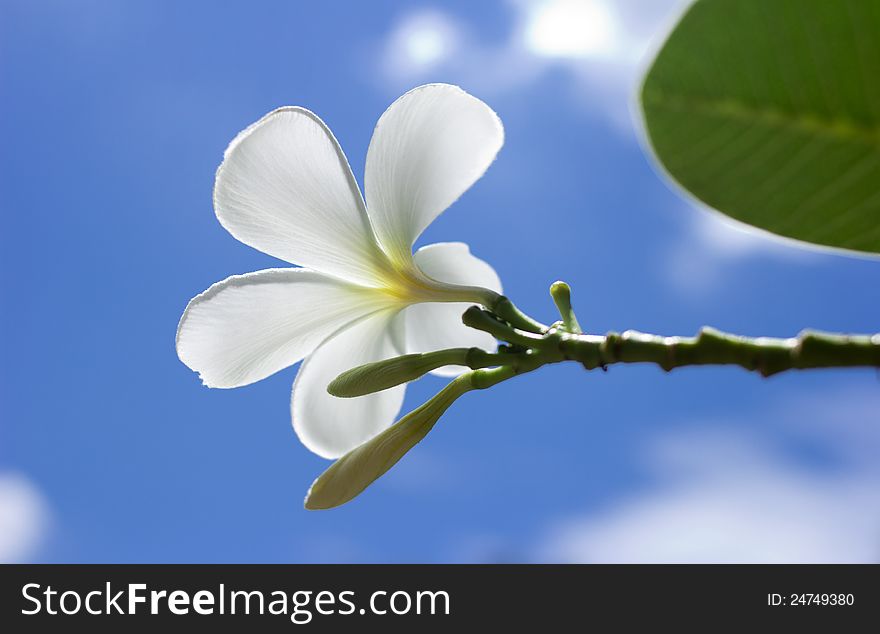 White frangipani flower in a garden, Thailand.