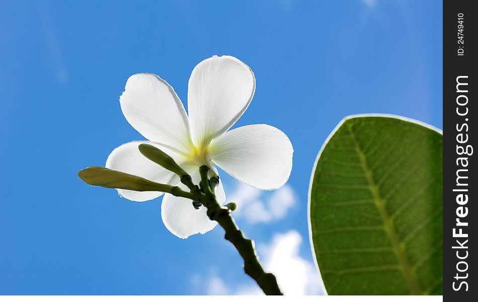 White frangipani flower in a garden, Thailand.