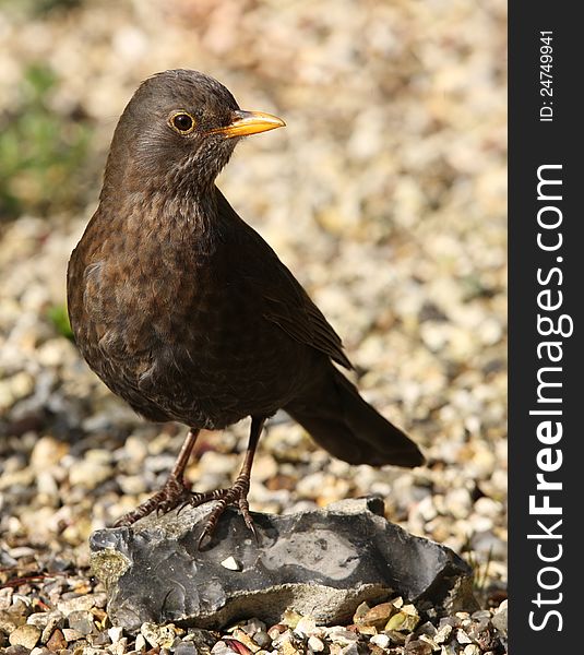 Portrait of a female Blackbird