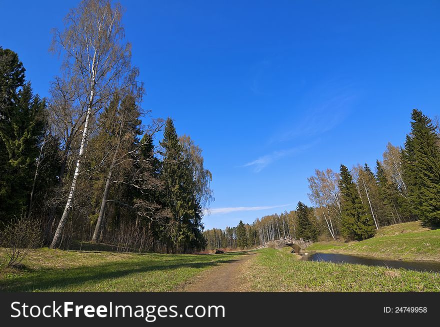 Peaceful European Spring Forest Landscape