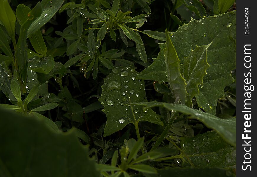 Plants With Water Drops Illuminated By The Setting Sun