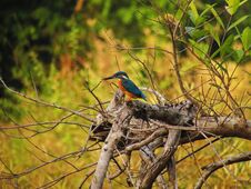 Common Kingfisher Perching On A Branch Of A Tree. Selective Focus Stock Photography