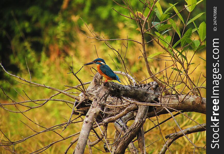 Common Kingfisher perching on a branch of a tree. Selective focus