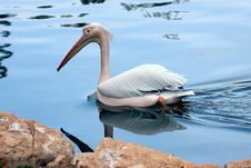 Great White Pelican Royalty Free Stock Photos Great White Pelican Royalty Free Stock Photos