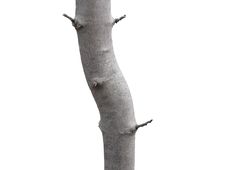 Red Maple Trunk Royalty Free Stock Image Red Maple Trunk Royalty Free Stock Image