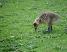 Gosling Royalty Free Stock Images
