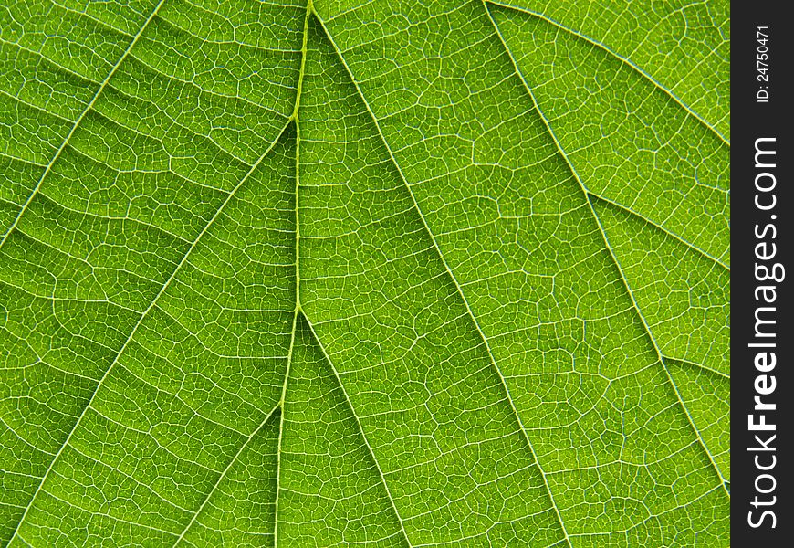 Biological texture of the leaf