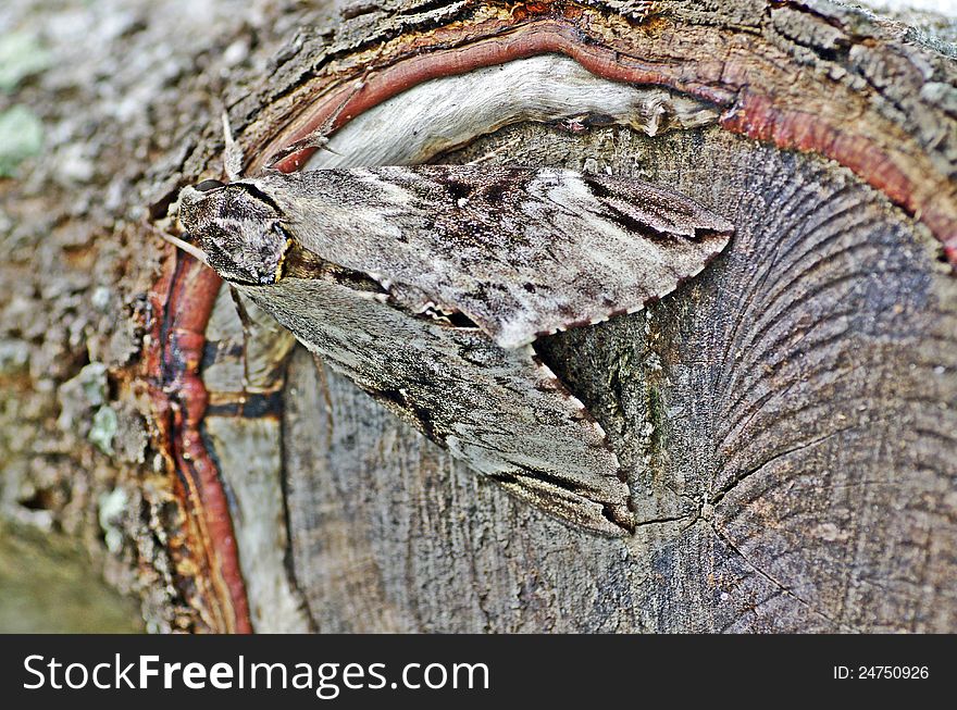 The part of a tree trunk had been cut for months ago. the healing skin was going to cover the cuts around the edges of the trunk itself. it was an enchanting moment with the present of a moth. The part of a tree trunk had been cut for months ago. the healing skin was going to cover the cuts around the edges of the trunk itself. it was an enchanting moment with the present of a moth.