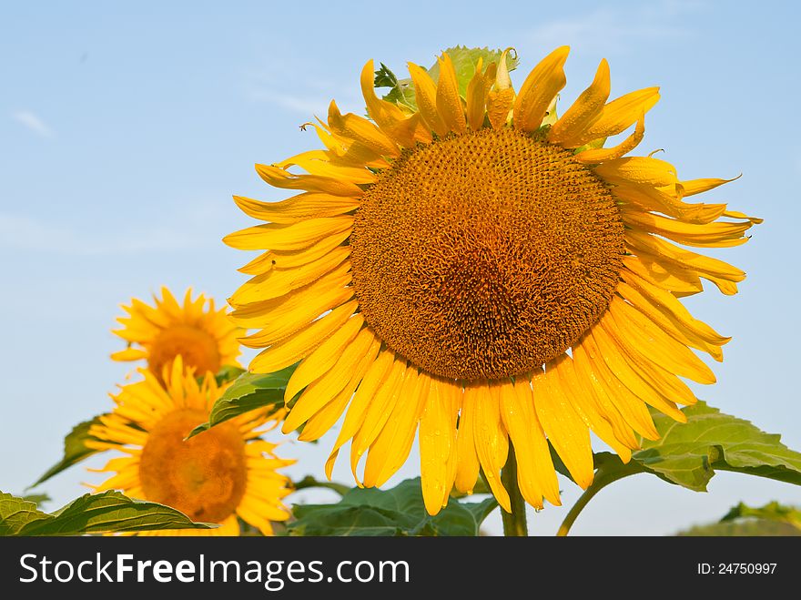 The sunflower on blue sky