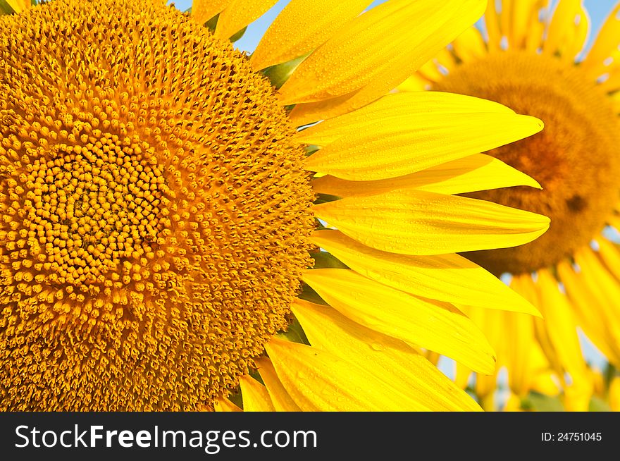 Close up sunflower in field
