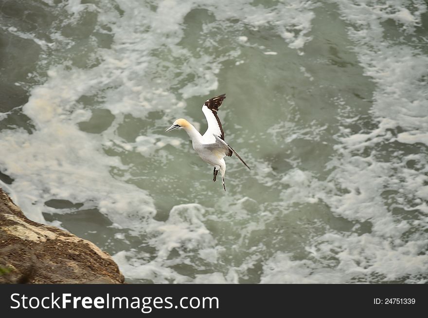 Gannet Landing