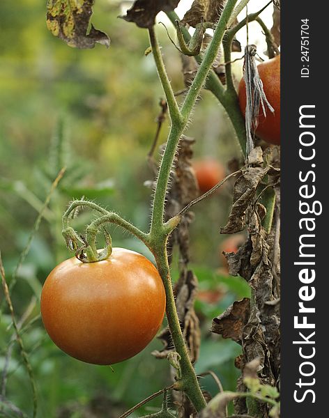 A red tomato in a garden from the countryside