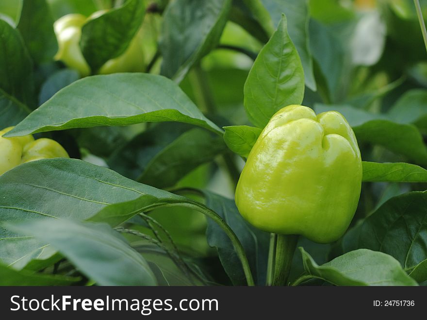 A green sweet pepper in a garden in the countryside