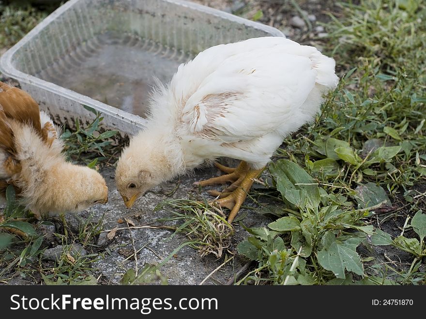 Chicken Eating