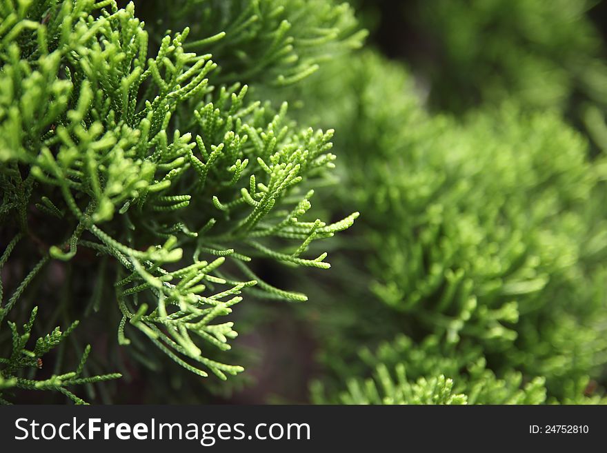 Green Environment leaf pine tree