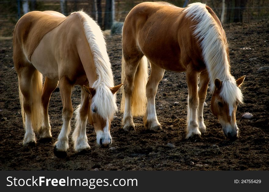 Beautiful haflinger horses eating in the evening light. Beautiful haflinger horses eating in the evening light