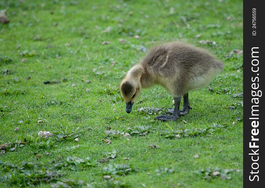 Tiny goose baby looking for bugs. Tiny goose baby looking for bugs