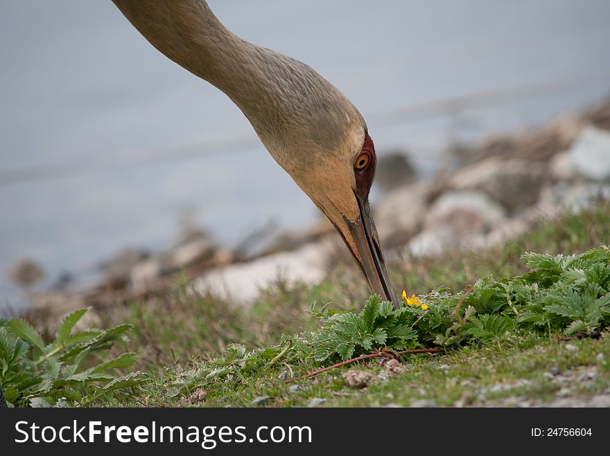 Large Sandhill Crane foraging for food at a migratory bird refuge in British Columbia