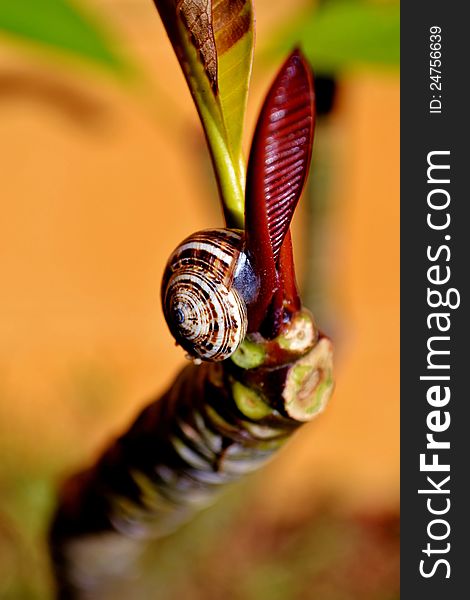 Close up of snail on frangipani tree