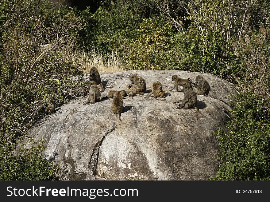 Vervet monkeys spend alot of their time mutually grooming each other. Vervet monkeys spend alot of their time mutually grooming each other.