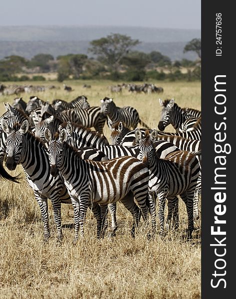 Burchells Zebra migrate together in family herds. Burchells Zebra migrate together in family herds
